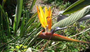 È bello, molto bello, anche se non è del mio giardino. Godo anche delle tue qualità, che io non ho.