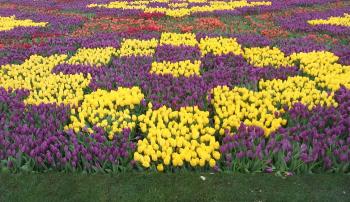composizioni di tulipani a Konya