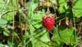 <b>Una fragolina! Cadrà a terra? La mangerà qualche animale? Intanto la sua bellezza, il suo gusto e il suo profumo mi assicurano che l’amore di Dio è generoso!</b> A little strawberry! Will it fall to the ground? Will it be eaten by some animal? Meanwhile its beauty, taste and  perfume tell me