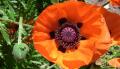 <b>Il papavero attira lo sguardo e mi fa esclamare: “Quanto sono belle le tue opere, o Signore!”</b> The poppy attracts my attention and makes me exclaim: “How wonderful are your pieces of work, oh Lord!”