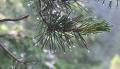 <b>Gli aghi del pino trattengono ognuno la sua goccia di pioggia. Ognuno fa la sua piccola parte!</b> Each pine needle detains its rain drop. Everyone plays his/her small part! 