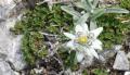 <b>La stella alpina è più bella se cresce sulla roccia. La tua fede è più bella quando vive nelle difficoltà.</b> The edelweiss is more beautiful if it grows on rocks. Your faith is more beautiful when it lives surrounded by difficulties.