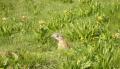 <b>Sta in guardia la marmotta. Sarò vigile per fidarmi solo di chi ama il mio Signore.</b> The marmot is on guard. I will be careful to trust only those who love my Lord.