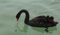 <b>Il cigno nero non invidia il cigno bianco: l’uno e l’altro sono bellezza nel creato!</b> - The black swan does not envy the white swan: both are examples of the beauty in the creation!