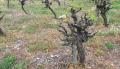 <b>La vite è stata potata. Porterà molto frutto!</b> - The vine has been pruned. It will bear lots of bunches of grapes!