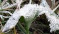 <b>Freddo e gelo, benedite il Signore! </b> Cold and frost, bless the Lord!