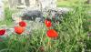 <b>Tra le antiche rovine un tocco di novità. È più bella la pietra o il colore deciso e fragile dei petali rossi?</b> Among the ancient ruins there's something new. Which is more beautiful: the stones or the firm and fragile colour of the red petals?<br