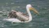 <b>Anche il pellicano è simbolo di te, mio Signore! Per nutrire i piccoli offre loro il suo sangue.</b> Also the pelican is a symbol of you, my Lord! In order to feed its babies it gives them its blood.