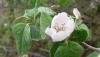 <b>Il fiore promette una grossa mela cotogna profumata. Paziento, come per il frutto della mia preziosa preghiera.</b> The flower promises a big, sweet-smelling quince. I wait patiently, like for the fruit of my precious prayer.