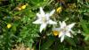 <b>Le ‘stelle alpine’ crescono sulla via degli scalatori. Qualcuna scende a valle per incontrare chi, come me, non può salire!</b> The edelweiss grows along the climbers’ path. Some can be found down in the valley to meet those who cannot climb, like me!