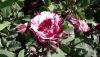 <b>Questa rosa  ama più colori. Anch'io amo la sapienza e la prudenza.</b> This rose loves multiple colors. I too love wisdom and prudence.