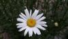 <b>La margherita: l'adoperavo a giocare da bambino. Adesso no, ammiro in silenzio.</b> The daisy: I used to play it as a child. Now no, I admire in silence.