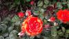 <b>Facilmente rimango a bocca a perta: anche davanti a questa rosa!</b> Easily I remain mouth open: even in front of this rose!