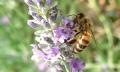 <b>Prima di posarsi sul fiore per succhiare il nettare,  l'ape si assicura che il fiore sia quello giusto, che non sia velenoso. Quante situazioni richiedono  che io sia prudente come le api!</b> Before resting on a flower to suck the nectar the bee makes sure
that the flower is the right one. That it is not poisonous.
How