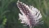 <b>Dei semi di questo fiore godranno gli uccellini. Qualcuno pensa anche a loro!</b> The birds will enjoy the seeds of this flower. Someone thinks of them too!