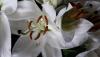 <b>Giglio profumato e bianco, simbolo di virtù forti.</b> Scented and white lily, symbol of strong virtues.