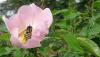 <b>Il fiore riceve beneficio dall'ape che si nutre del suo nettare: dare e ricevere è vita.</b> 