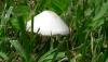 <b>Anche i funghi abbelliscono il mon do!</b> Mushrooms also grace the mon do!