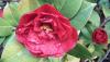 <b>La camelia fiorisce per la mia gioia!</b> The camellia blooms to my delight!