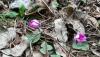 <b>Arriva la primavera: tutto rinasce.</b> Spring arrives: everything is reborn.