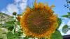 <b>Insegna l'educazione: girati verso il tuo Sole!</b> Teach education: turn towards your Sun!