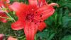 <b>Un giglio rosso è sempre bello. Attira il mio sguardo e rallegra il cuore.</b> A red lily is always beautiful. It catches my eye and gladdens the heart.
