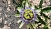 <b>Passiflora: perchè questo nome? Le tue forme richiamano le sofferenze del mio Gesù!</b> Passionflower: why this name? Your forms recall the sufferings of my Jesus!