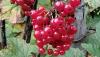 <b>Bello a vedere e buono a mangiare. Così sono i doni di Dio!</b> Beautiful to see and good to eat. Such are the gifts of God!