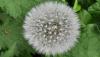 <b>Com'è bello, anche se destinato a volar via col vento!</b> How beautiful it is, though destined to fly away in the wind!