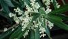<b>Rimango a bocca a perte di fronte ad ogni fiore!</b> I remain speechless in front of each flower!