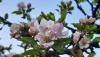 <b>Già del tutto sfioriti. Ora attendiamo il frutto!</b> Already fully blossomed. Now we await the fruit!