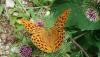 <b>Lei fa fatica a volare, mentre noi ammiriamo la sua bellezza.</b> She struggles to fly, while we admire her beauty.