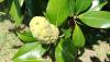<b>Dopo il fiore, il frutto, non ancora maturo.</b> After the flower, the fruit, not yet ripe.