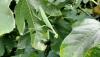 <b>La mantide religiosa pare preghi, e invece attende la preda!</b> The praying mantis appears to be praying, but instead it is waiting for its prey!