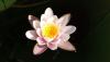 <b>Cresce nell'acqua, così nessuno la raccoglie!</b> It grows in water, so no one picks it!