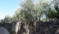 <b>Il muro non impedisce all’albero di offrire frutti e ombra al passante. Le cose, di cui siamo gelosi custodi, sono più generose di noi.                -   </b> The wall does not prevent the tree from offering fruit and shade to the passer-by. The things which we are so jealous of are more generous