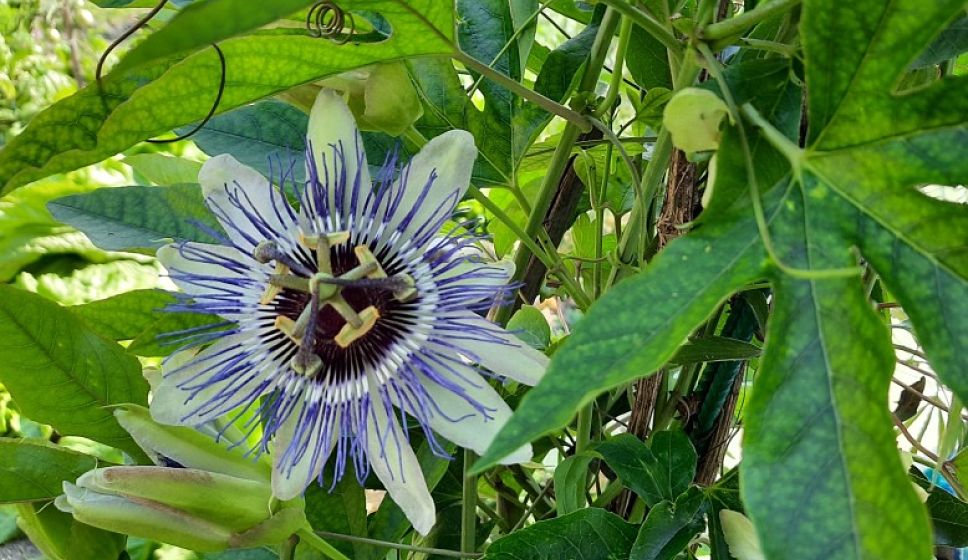 Chiodi e martelli, il fiore della passione.