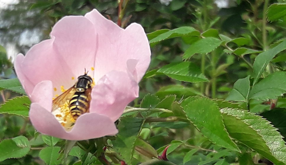 Il fiore riceve beneficio dall'ape che si nutre del suo nettare: dare e ricevere è vita.