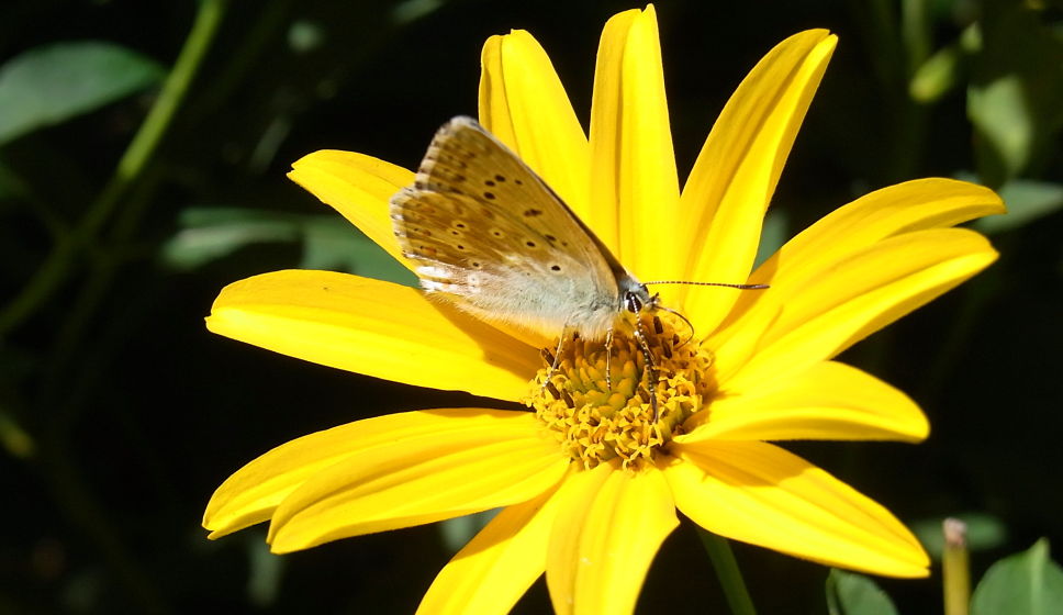 Non so cosa ammirare di più, il fiore o la farfalla? Ora sono più belli tutt’e due, perché servono l’uno all’altro.