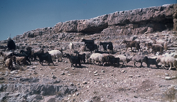 pastore1980.jpg
